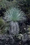 A. kauense