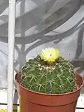 Notocactus erinaceus, mladší rostlina. Subgenus Malacocarpus