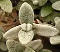 Kalanchoe eriophylla