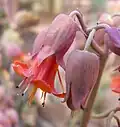 Květy Kalanchoe fedtschenkoi