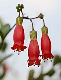 Květy Kalanchoe manginii