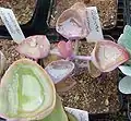 Kalanchoe synsepala s listy zadržujícími vodu