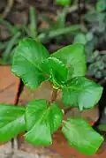Kalanchoe welwitschii, druh ze sekce Kitchingia s málo dužnatými listy