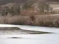 Porost na březích rybníka Jezero