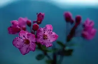 alternativní popis obrázku chybí