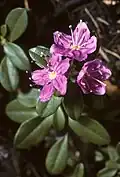 Mamotěnka Kalmiopsis fragrans