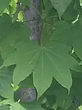 Kalopanax septemlobus var. septemlobus