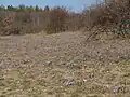 Pohled na rozkvetlé koniklece velkokvěté na lokalitě v roce 2011