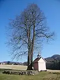 Kaple