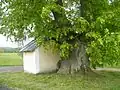 Zadní stěna s lípou (2016)