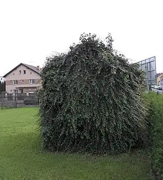 Kaplicka_v_Plzni_ve_Velenicke_ulici.JPG