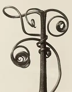 Cucurbita, 1928