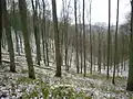 Karlovské bučiny