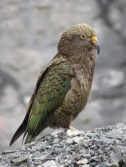 Fotografie nestora kea