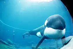 Keiko v prosinci 1998