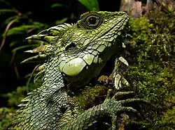 Hypsicalotes kinabaluensis