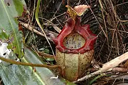 Hybrid Nepenthes × alisaputrana v podrostu