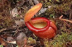 Hybrid Nepenthes × kinabaluensis v podrostu