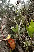 Endemitická láčkovka Nepenthes villosa