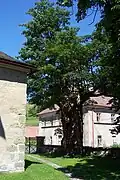Javor klen