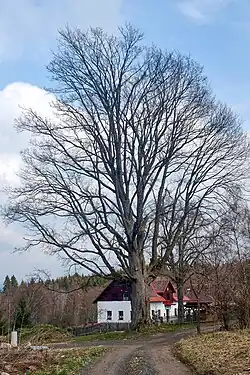 Klen v Heřmanově