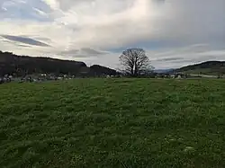 Osamělý klen v krajině