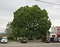 Klentnická lípa, památný strom