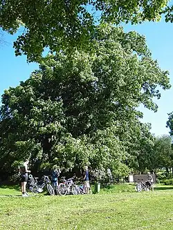 léto 2006