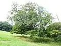 Nejedlíkova oskeruše