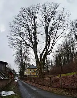Kněžický klen