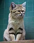 Kočka pouštní v ZOO Brno