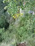 Koňský spád – pohled z vyhlídky do Pustého žlebu