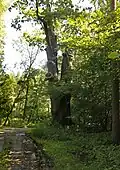 Památné Borecké duby