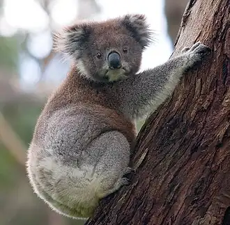 Koala medvídkovitý, typický specialista