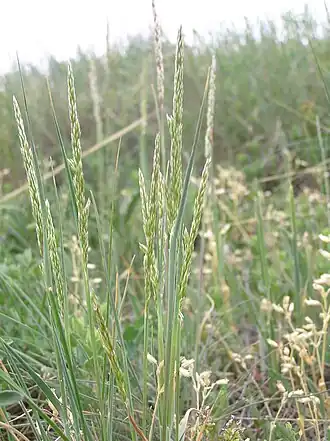 alternativní popis obrázku chybí
