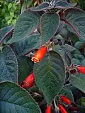 Kohleria hirsuta