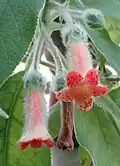 Vlnaté květy Kohleria peruviana