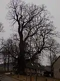 Lípa v obci