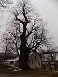 Kojšická lípa