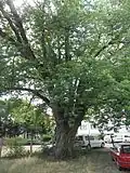 Kolín, cukrový javor: javor stříbrný (na dvoře Dukelských hrdinů 583)