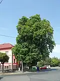 Kolín, jírovec maďal ve Zborovské ulici