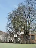 Kolín, dva javory (javor klen + javor mléč) u gymnázie, pohled z ulice U Nemocnice