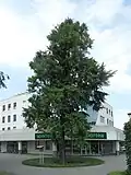 Kolín, jinan dvoulaločný v Sladkovského ulici