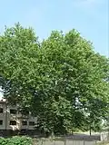 Kolín, platan javorolistý u Radimského mlýna, na pravém břehu Labe