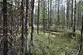 Komijský prales