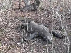 varan