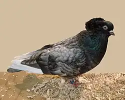 Komárenský rejdič, andaluské zbarvení