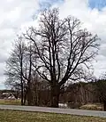 Kondračská lípa