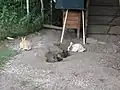 Výběh před králíkárnou