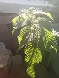 Kopřiva dvoudomá (Urtica dioica)